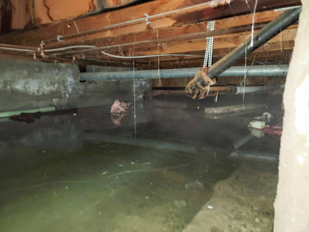Best Mold removal after water damage  in Rodney Village, DE